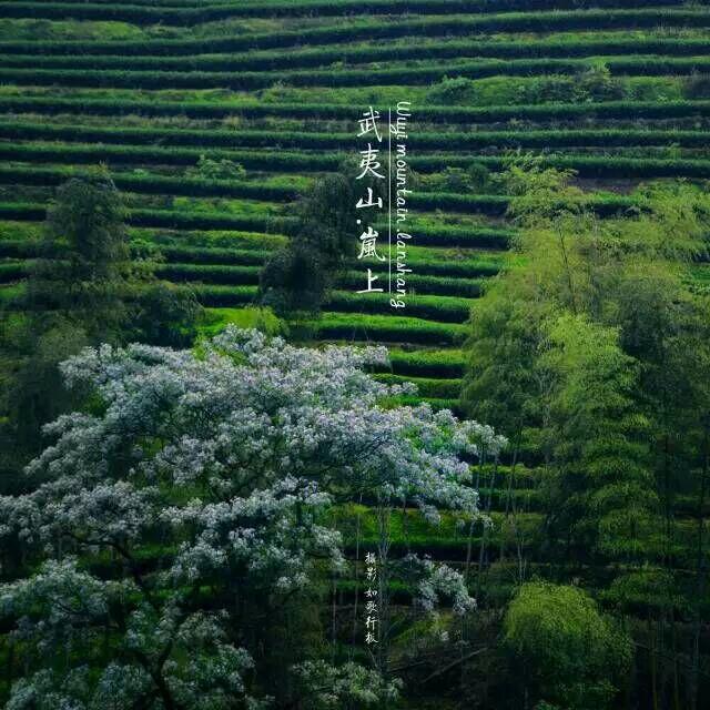 Hillside green with tea and bamboo
